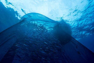 Shoal of Mackarel scad